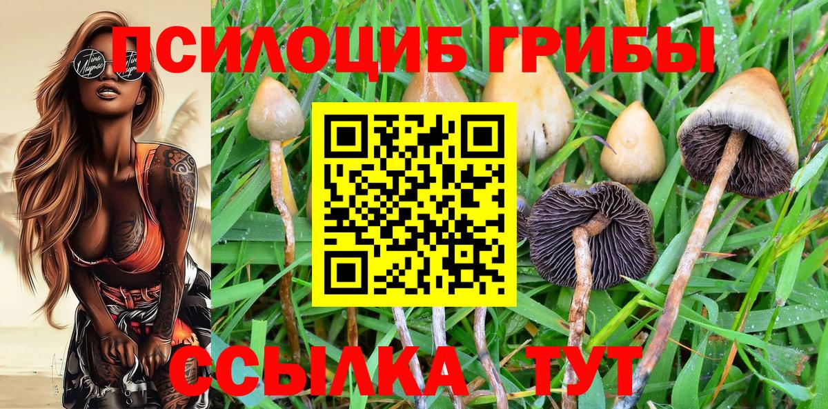 Псилоцибиновые грибы мицелий Сертолово